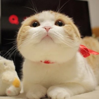 🐾猫大好き🐾 気が向いたらうちの猫の写真をアップするかも📷 猫友さん大歓迎!😊気軽にフォローしてください✨