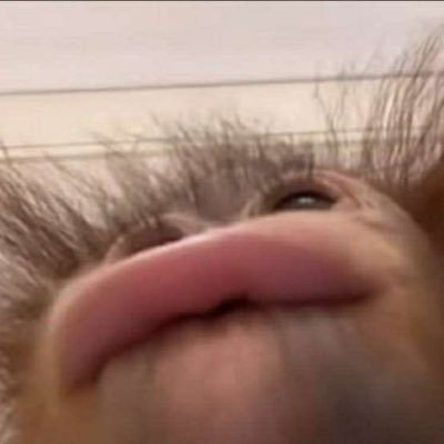 🐒さんのプロフィール画像