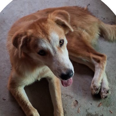 RatnSu87951's profile picture. 