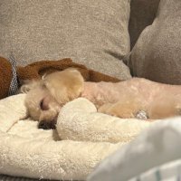 モコ🍊 (@mocopulse) 's Twitter Profile