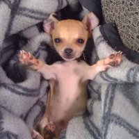 복치 (@bokciii) 's Twitter Profile Photo