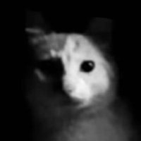 Cat (@xxxxxxoooo321) 's Twitter Profile Photo Cat (@xxxxxxoooo321) 's Twitter Profile Photo