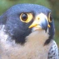DocB (@docbrandon12) 's Twitter Profile