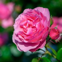 tabby🌹💋 (@tabbie__1) 's Twitter Profile