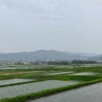 田んぼ🌏 (@ricefield_itf24) 's Twitter Profile