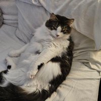 Cat in the hat (@funkygalonline) 's Twitter Profile