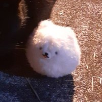 ぬま。 (@numa27ru_) 's Twitter Profile