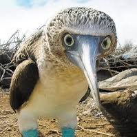 sunkcostfellate's profile picture. I’d rather be kissing my cousin