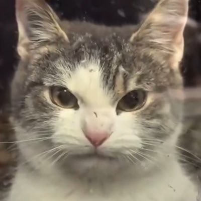 kucing galak Profile