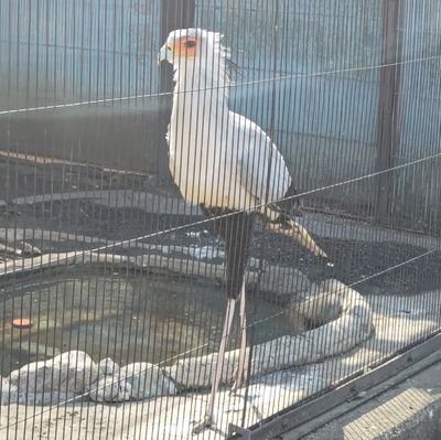 ヌマンチーニ(チャンヌマ)さんのプロフィール画像