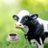 steakndcoffee's profile image