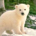 Becky Bond - @Becky_P_B - Twitter