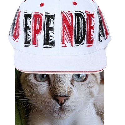 gatoeiratrikas's profile picture. 