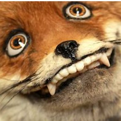 volpeforce5's profile picture. "Life is hard. It's harder if you're stupid." - JW