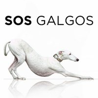 SOS Galgos(@SOSGalgos) 's Twitter Profileg