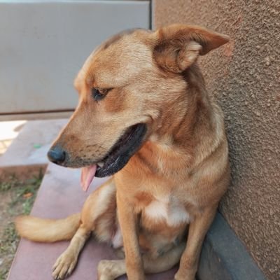 Beautiful souls (dogs) make this world a better place, ANIMALS DON'T HAVE A VOICE BUT YOU WILL NEVER STOP HEARING MINE
#donate