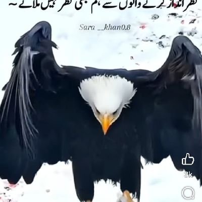 hafiznasir160's profile picture. Simplicity is best