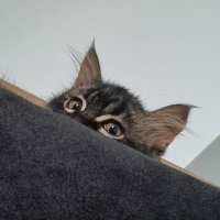 uniqhorn 🐾 Turşu usta (@saphionic) 's Twitter Profile