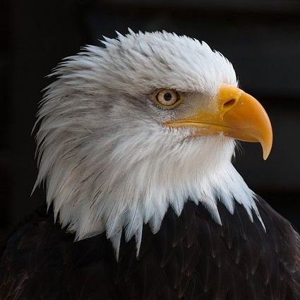 ᵐᵒᵛᵉˢ ˢⁱˡᵉⁿᶜᵉ ˡⁱᵏᵉ ᵃⁿ ᵉᵃᵍˡᵉ 🦅|𝐒𝐩𝐞𝐚𝐤𝐬 𝐰𝐢𝐭𝐡 𝐚𝐜𝐭𝐢𝐨𝐧