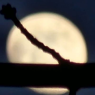 ItalianBull64's profile picture. 