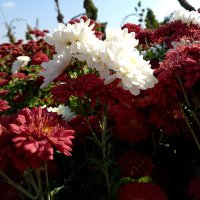 زهراء المرعي (@zahraa_almrai) 's Twitter Profile