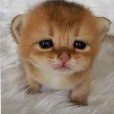 cakedup4lyfe's profile picture. #1 takanaka goblin enthusiast
