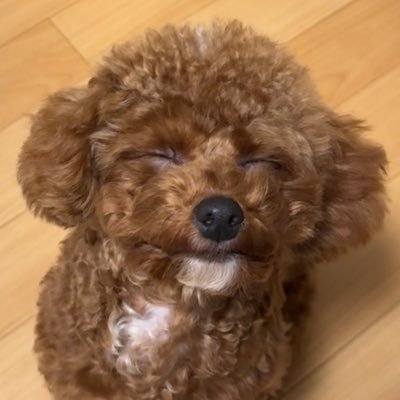 #toypoodle #トイプードル ラテ 2024年7月5日♂ 頭のてっぺんの白い髪がチャームポイント