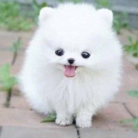 るしあ|マチアプカメラマン (@zero19876) 's Twitter Profile