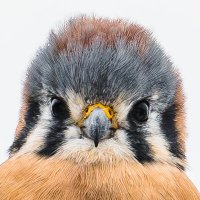 r2junot (@r2junot) 's Twitter Profile