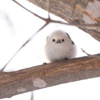 あじゅ (@hoshi_niji_kumo) 's Twitter Profile Photo あじゅ (@hoshi_niji_kumo) 's Twitter Profile Photo