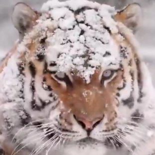 AGor51686's profile picture. They have earned their right to get vengeance.
The path of vengeance is never straight, It's like a forest and like in any forest, it's easy to lose your way.