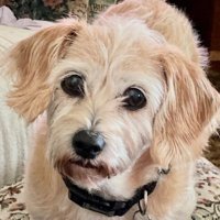 TRUMP IS MY PRESIDENT! Nancy ✝️🇺🇸 (@countdown2exit) 's Twitter Profile
