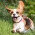 Battle Beagle (@harmlessyarddog) Twitter profile photo Battle Beagle (@harmlessyarddog) Twitter profile photo