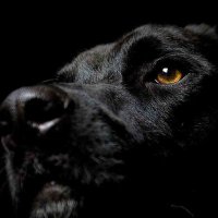Dark menace 🌑 (@dark_menace01) 's Twitter Profile