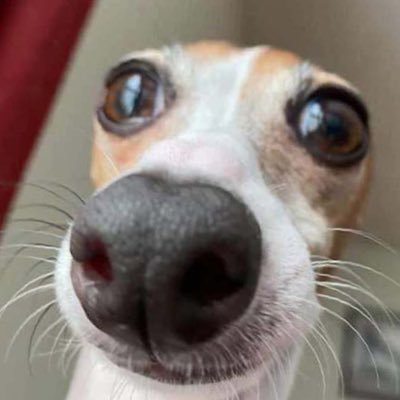 carollis_ds's profile picture. 💜🤠