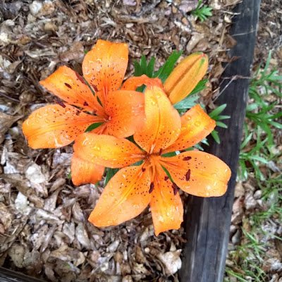 carolinas3238's profile picture. 