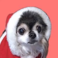 しびつく (@civitsuku) 's Twitter Profile