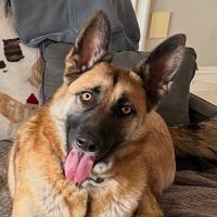 CocoNoshi (@coconoshi) 's Twitter Profile