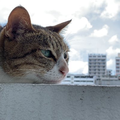 最も強い言葉で猫を愛しながら、素敵なツイートを「良いね」する作業に励んでいます。
#アルコール依存 #断酒
宇多田ヒカル、沖縄そば(とそれが好きな人のポストを眺める)、KOTOKO、ソフトウェアエンジニアリング、猫が好きです。