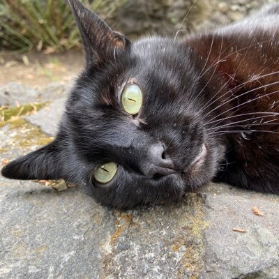 ricardorosasren's profile picture. 