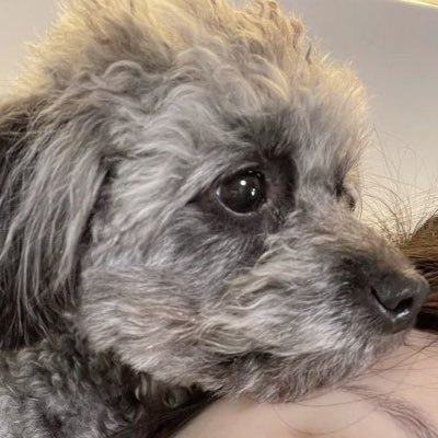 guava9516's profile picture. Yeh shuhua/i-dle/Little monsters/Navy