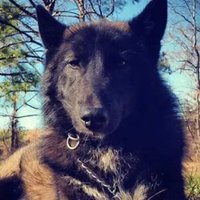 πππππ₯@ BSKY π¦ @wolf-kin.com (@isananika) 's Twitter Profile