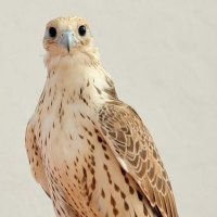 صقر المسفر (@haamm3377) 's Twitter Profile