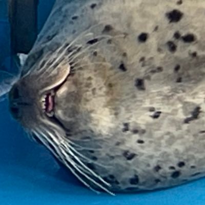🦭滝川海洋生物です🦭さんのプロフィール画像