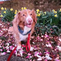 Clifford (@buddythereddog) 's Twitter Profile
