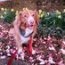 Clifford (@buddythereddog) Twitter profile photo Clifford (@buddythereddog) Twitter profile photo