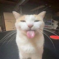 ana𖤐 (@_soyungato83) 's Twitter Profile