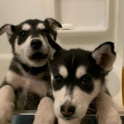 SherriR1960's profile picture. 