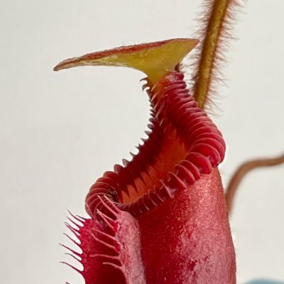 植物用アカウント新しく作りました。 食虫初心者ですがよろしくお願いします。カメラ・車・爬虫類