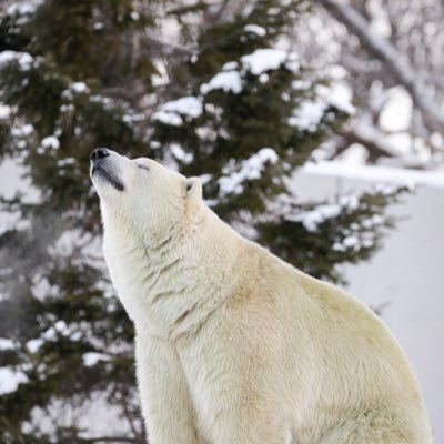 女本位|女は第一性|Female is the First Sex|一生勉強🍃❄️🌧️🌞🐻🐻❄️🐼全世界の熊はファミリー🌻🌳🌷🧊bearhome🏡